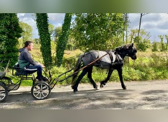 Cob, Valack, 4 år, 138 cm, Grå-blå-brun