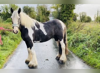 Cob, Valack, 4 år, 140 cm, Pinto