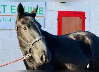 Cob Blandning, Valack, 4 år, 149 cm, Svart