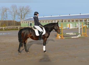 Cob, Valack, 4 år, 152 cm, Mörkbrun