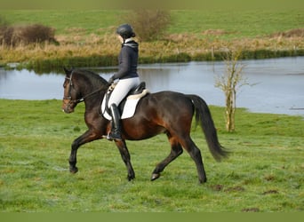 Cob, Valack, 4 år, 152 cm, Mörkbrun