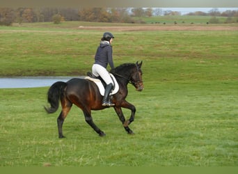 Cob, Valack, 4 år, 152 cm, Mörkbrun