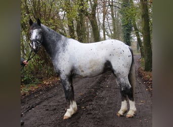 Cob, Valack, 4 år, 152 cm, Pinto