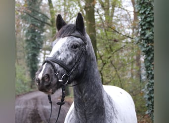 Cob, Valack, 4 år, 152 cm, Pinto