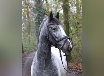 Cob, Valack, 4 år, 152 cm, Pinto