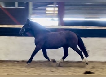 Cob, Valack, 4 år, 158 cm, Brun