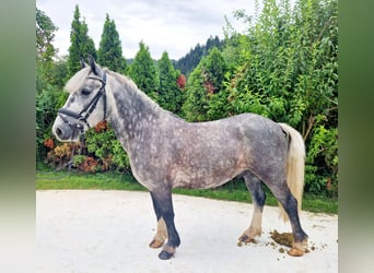 Cob, Wallach, 5 Jahre, 142 cm, Blauschimmel