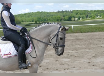 Cob, Wałach, 10 lat, 141 cm, Grullo