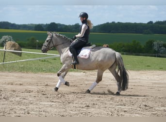 Cob, Wałach, 10 lat, 141 cm, Grullo