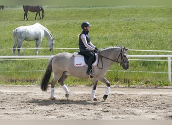 Cob, Wałach, 10 lat, 141 cm, Grullo