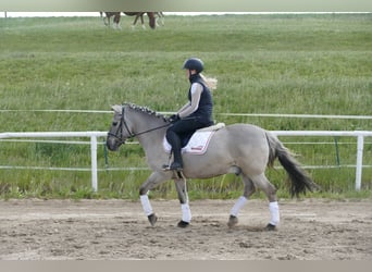 Cob, Wałach, 10 lat, 141 cm, Grullo