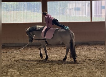 Cob, Wałach, 10 lat, 141 cm, Grullo