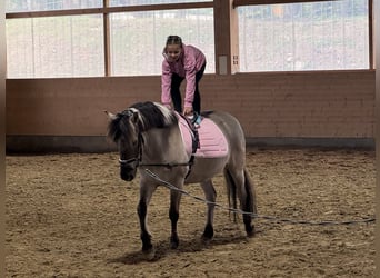 Cob, Wałach, 10 lat, 141 cm, Grullo