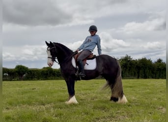 Cob, Wałach, 10 lat, 148 cm, Kara
