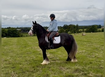 Cob, Wałach, 10 lat, 148 cm, Kara
