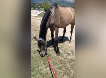 Cob, Wałach, 12 lat, 153 cm, Bułana