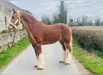 Cob, Wałach, 15 lat, 163 cm, Kasztanowata