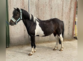 Cob, Wałach, 17 lat, 120 cm, Srokata
