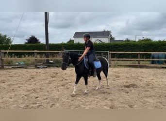 Cob, Wałach, 4 lat, 124 cm, Srokata