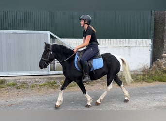 Cob, Wałach, 4 lat, 124 cm, Srokata