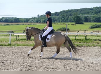 Cob, Wałach, 4 lat, 140 cm, Bułana