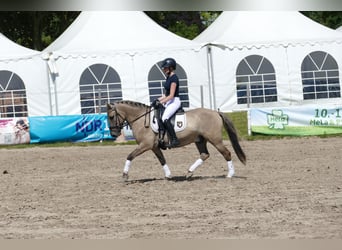 Cob, Wałach, 4 lat, 140 cm, Bułana
