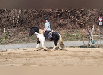 Cob Mix, Wałach, 4 lat, 143 cm, Srokata