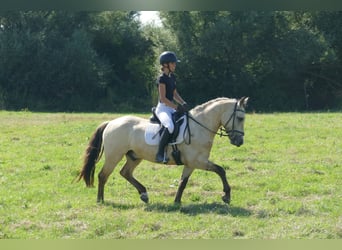 Cob, Wałach, 4 lat, 147 cm, Bułana