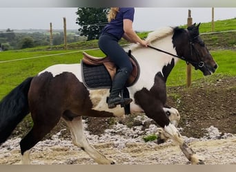 Cob, Wałach, 4 lat, 147 cm, Srokata