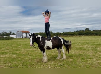 Cob, Wałach, 4 lat, 147 cm, Tobiano wszelkich maści