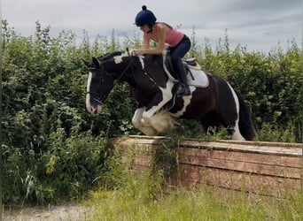 Cob, Wałach, 4 lat, 147 cm, Tobiano wszelkich maści