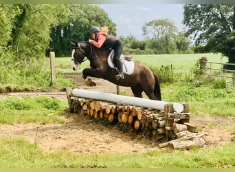 Cob, Wałach, 4 lat, 148 cm, Gniada