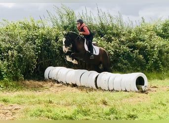 Cob, Wałach, 4 lat, 148 cm, Gniada