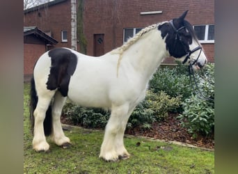 Cob, Wałach, 4 lat, 153 cm, Srokata