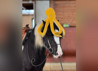 Cob, Wałach, 4 lat, 153 cm, Srokata