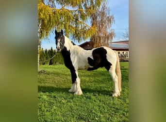 Cob, Wałach, 4 lat, 153 cm, Srokata