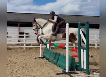 Cob, Wałach, 4 lat, 153 cm, Tobiano wszelkich maści