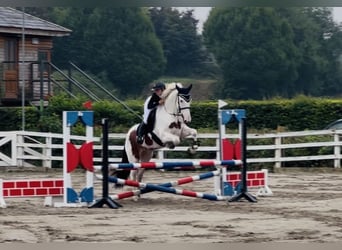 Cob, Wałach, 4 lat, 153 cm, Tobiano wszelkich maści