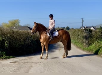 Cob Mix, Wałach, 4 lat, 154 cm, Ciemnokasztanowata