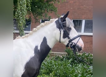 Cob, Wałach, 4 lat, 155 cm, Srokata