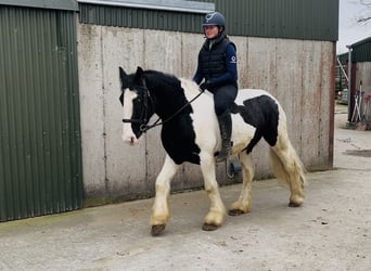 Cob, Wałach, 4 lat, 155 cm, Tarantowata
