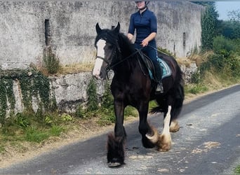 Cob, Wałach, 4 lat, 156 cm, Kara