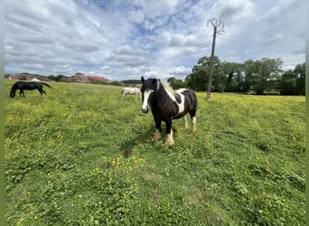 Cob, Wałach, 4 lat, 160 cm, Gniada