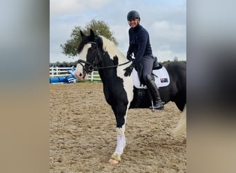 Cob, Wałach, 4 lat, 163 cm, Srokata