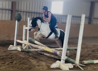 Cob, Wałach, 5 lat, 125 cm, Srokata