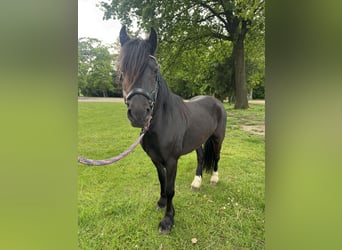 Cob Mix, Wałach, 5 lat, 133 cm, Kara