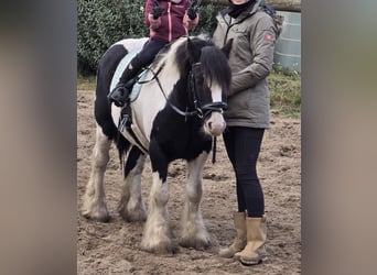 Cob Mix, Wałach, 5 lat, 138 cm, Tobiano wszelkich maści