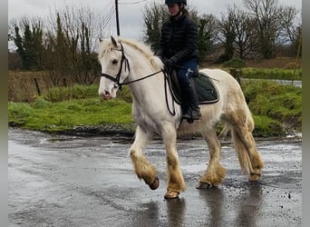 Cob, Wałach, 5 lat, 145 cm, Izabelowata