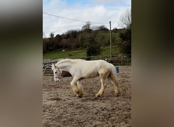Cob, Wałach, 5 lat, 145 cm, Izabelowata