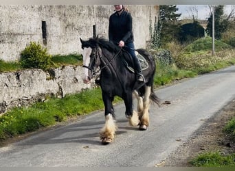 Cob, Wałach, 5 lat, 148 cm, Kara
